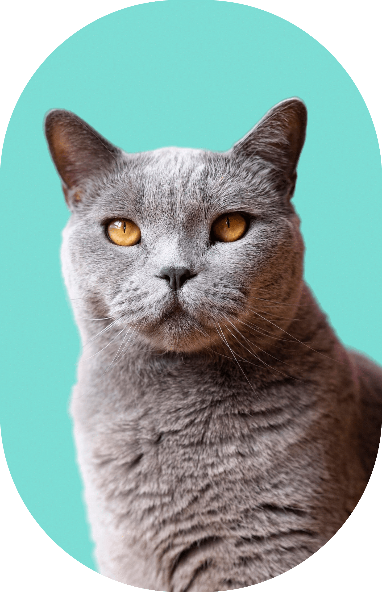 Clínica veterinaria Cat Friendly Gold para gatos