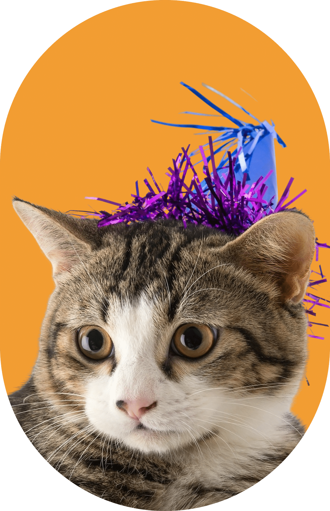 Hospitalización de gato en instalaciones modernas