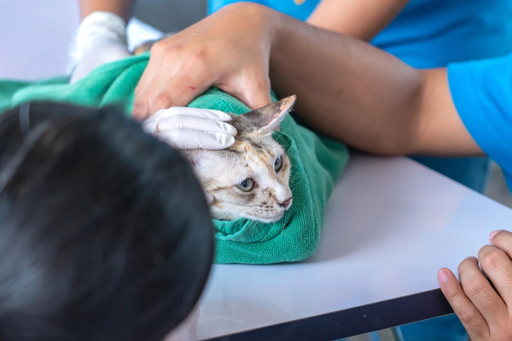 Veterinarios capacitados y apasionados por la medicina felina