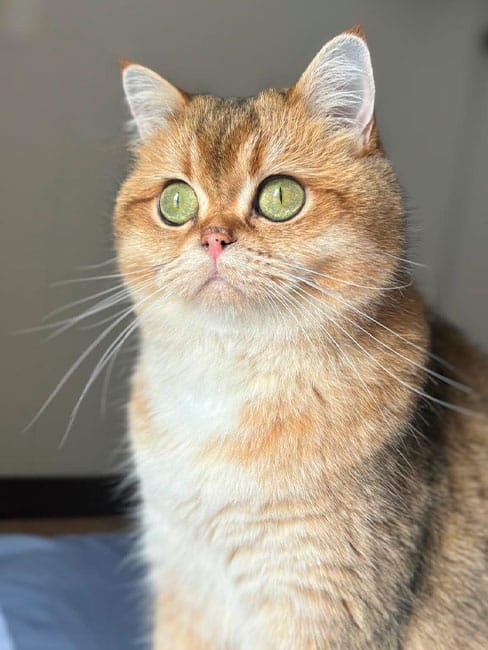 Impacto de la esterilización en la comunidad felina