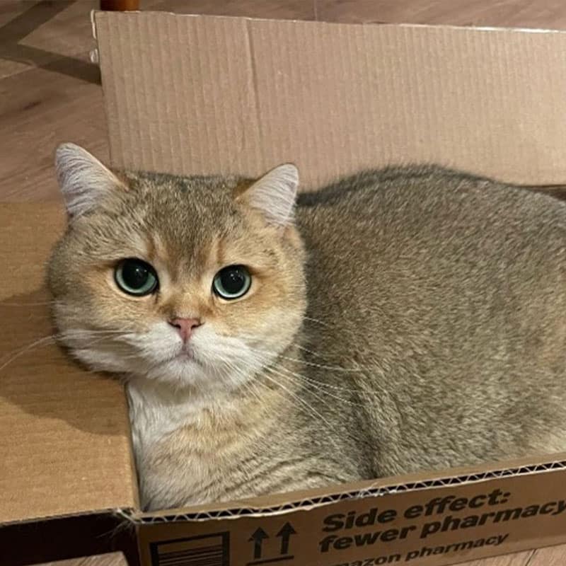 Ambiente cálido y seguro en Cat Medical Care