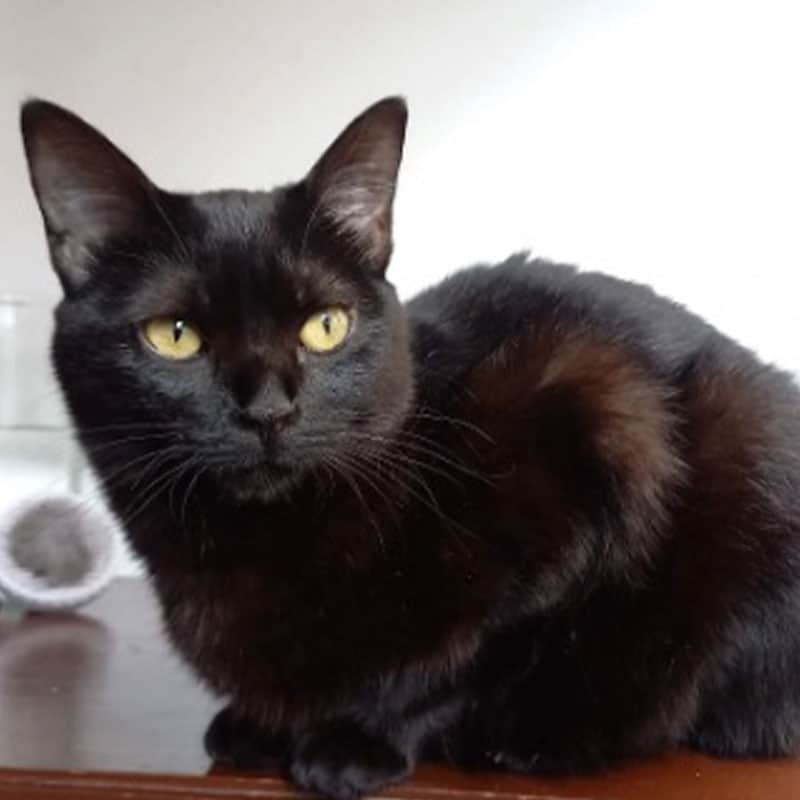 Personal de atención al cliente en Cat Medical Care