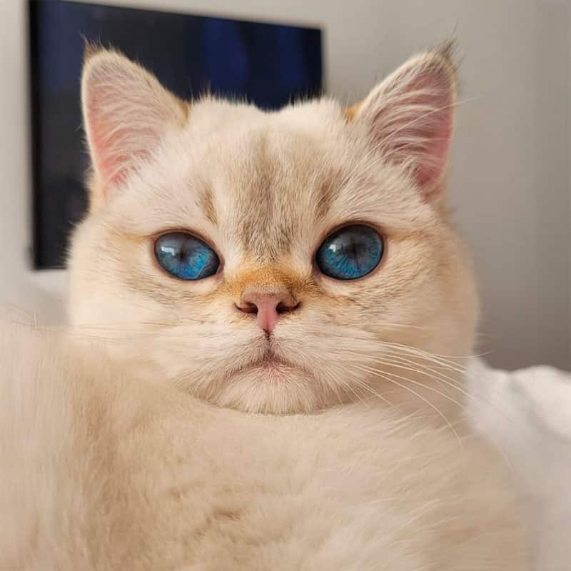 Médicos veterinarios apasionados por la medicina felina