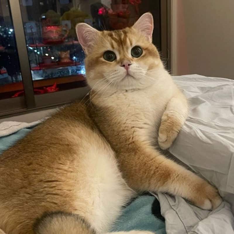 Presentación del equipo de Cat Medical Care