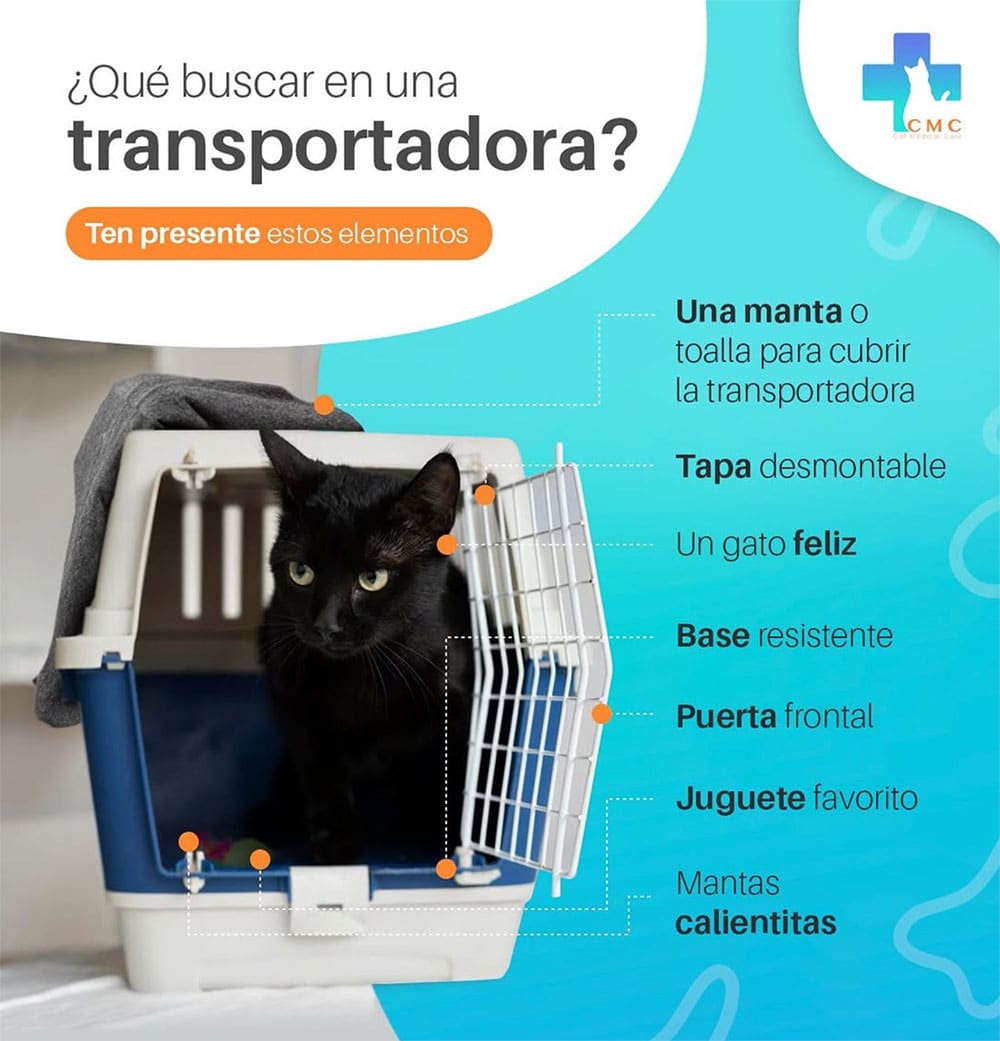 Salón de espera acogedor en Cat Medical Care
