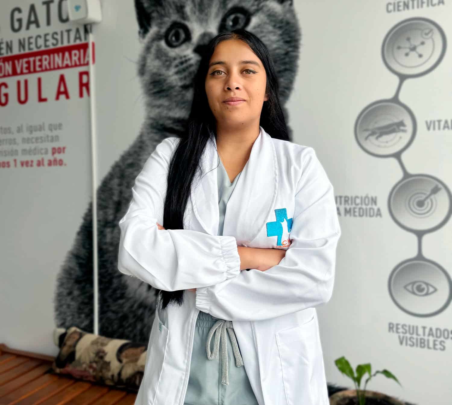 Gato cómodo en un entorno diseñado para su bienestar