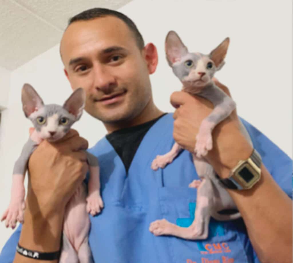 Gato en chequeo médico en CAT MEDICAL CARE