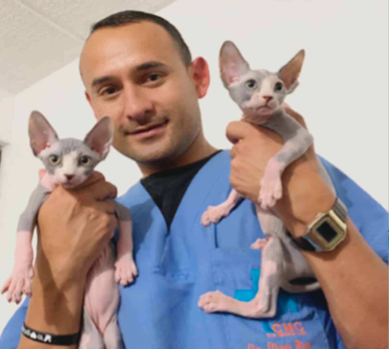 Gato en chequeo médico en CAT MEDICAL CARE