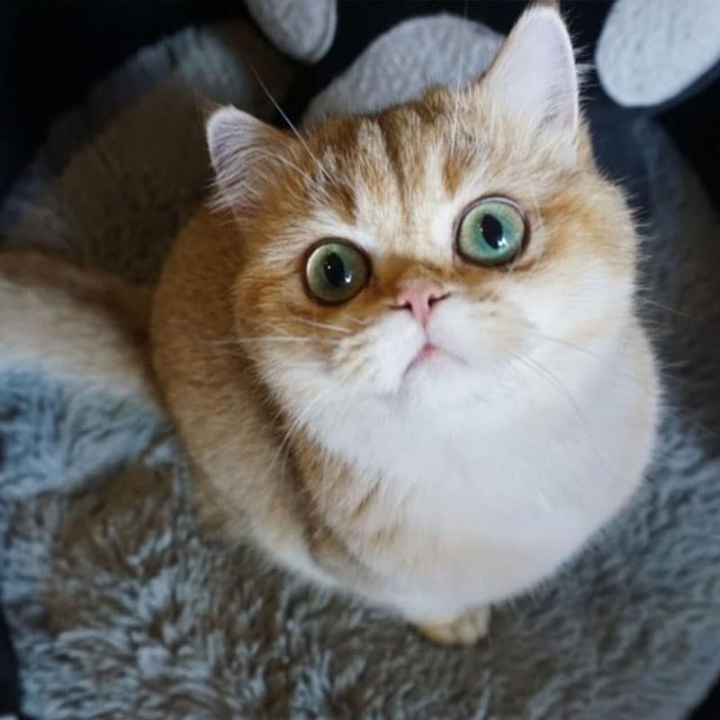 Gato y veterinario en consulta en Cat Medical Care