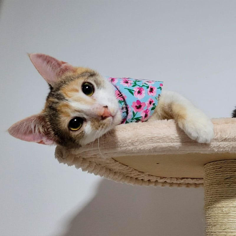 Personal médico de Cat Medical Care atendiendo a un gato