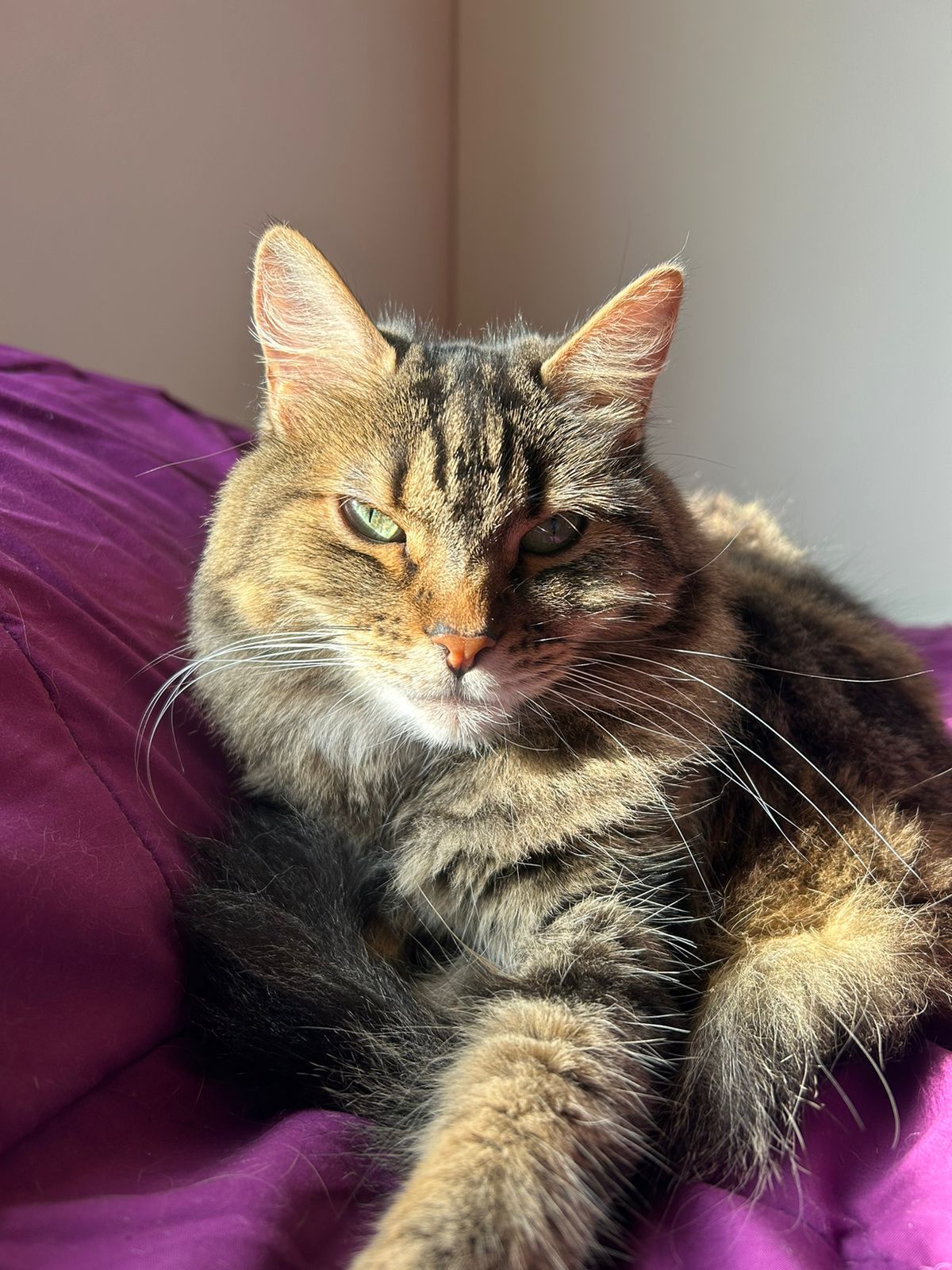 Pacientes felinos recibiendo atención de profesionales