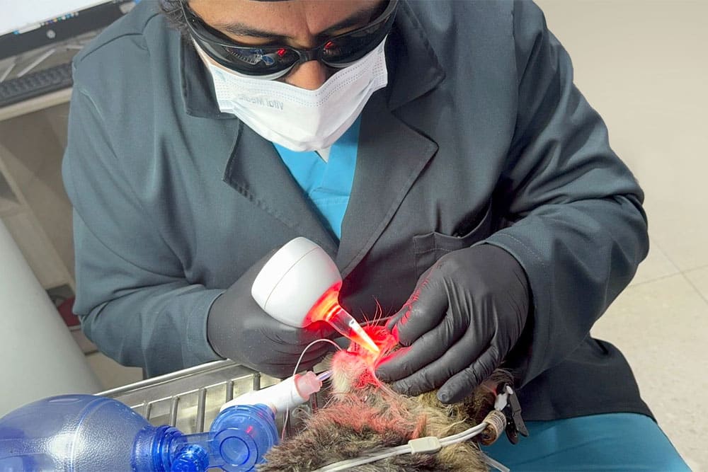 Gata Anito recuperándose tras cirugía de atresia anal