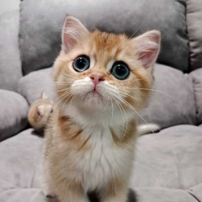 Sala de cirugía en Cat Medical Care