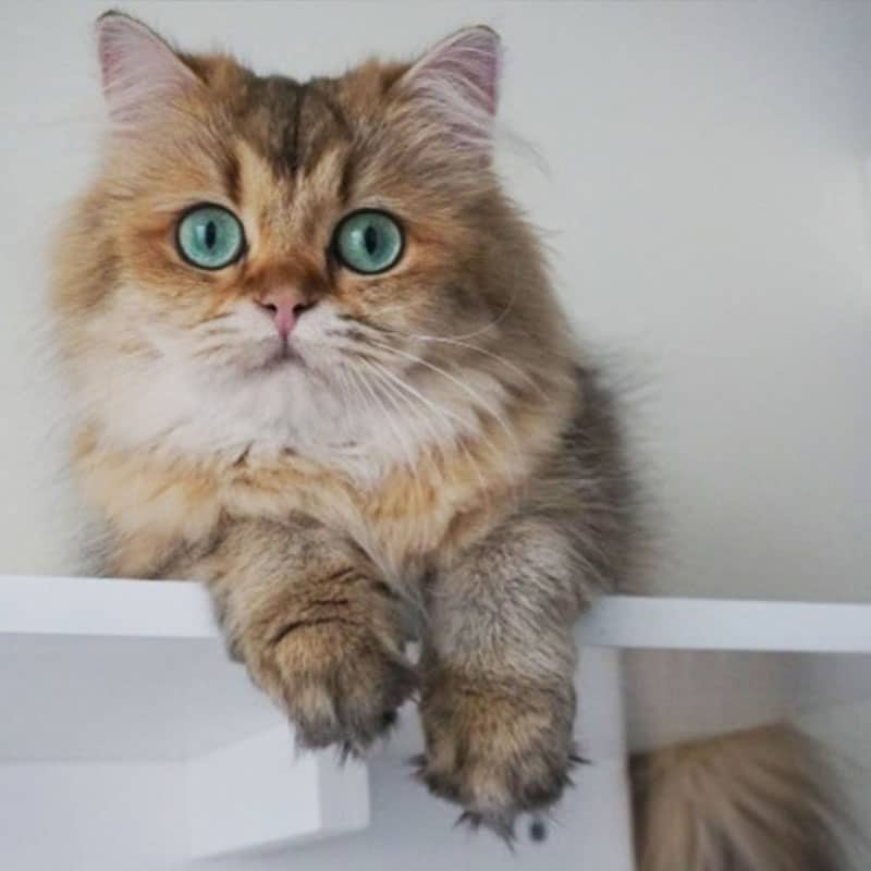 Clientes felices en Cat Medical Care