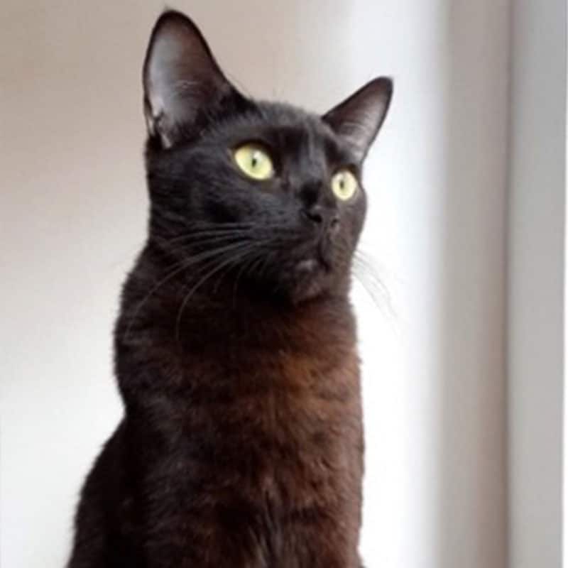 Promoción de la salud felina en Cat Medical Care