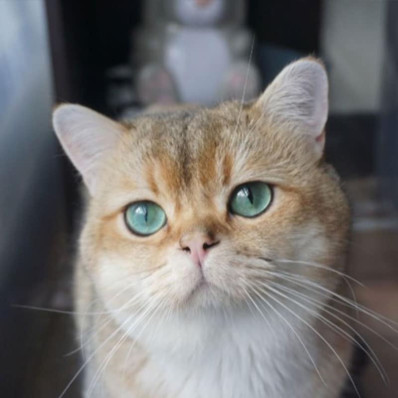 Atención personalizada para cada gato en la clínica