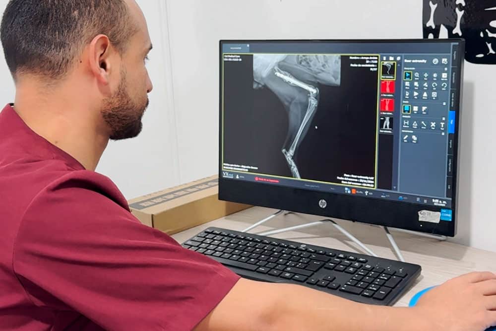 Veterinarios dedicados al bienestar felino en Cat Medical Care