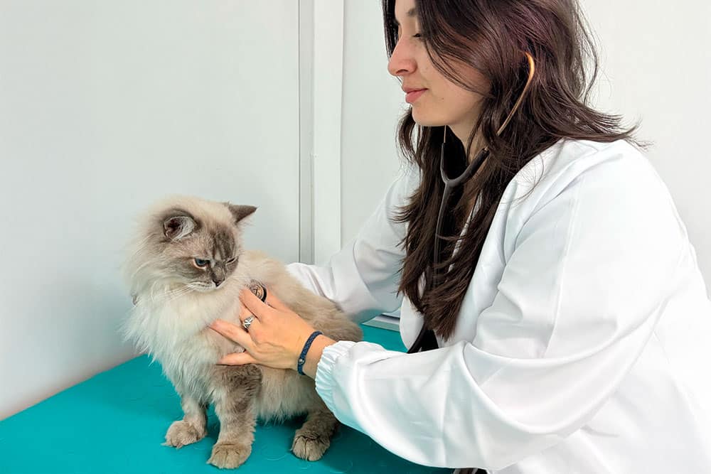 Testimonios de adopción y rescate en la clínica