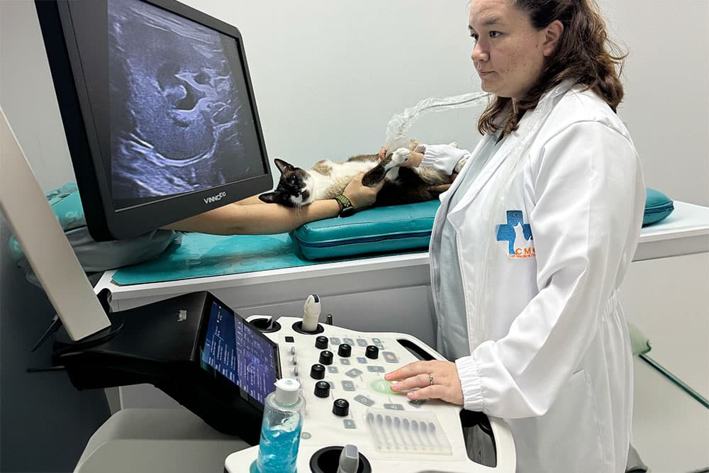 Misión de Cat Medical Care: compromiso con la medicina felina