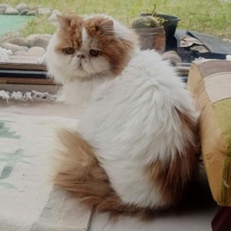 Rescate de gatos en Barranquilla: jornada de esterilización