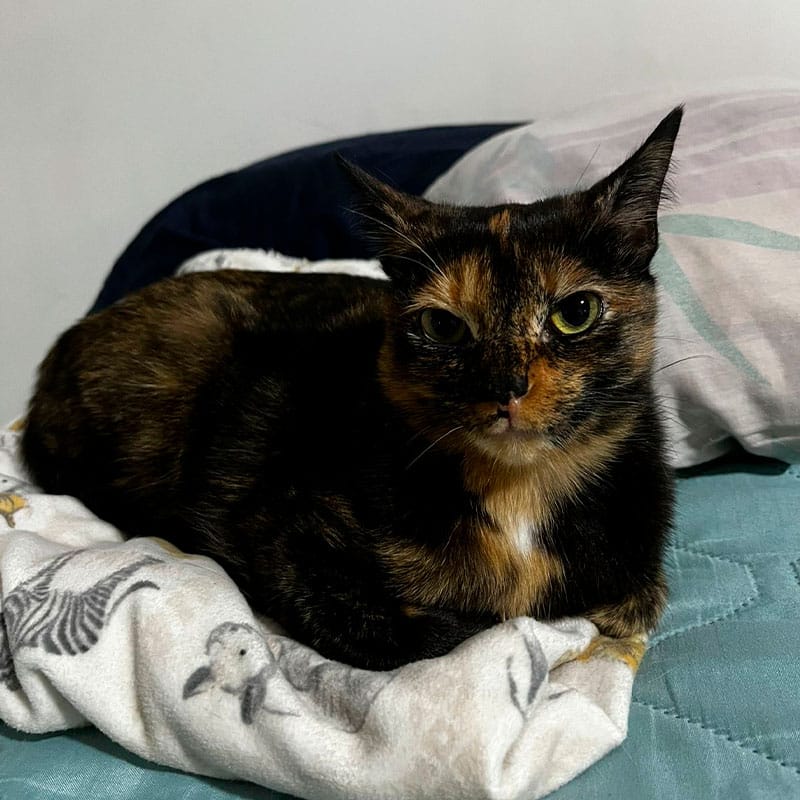 Gato disfrutando de un ambiente amigable en la clínica