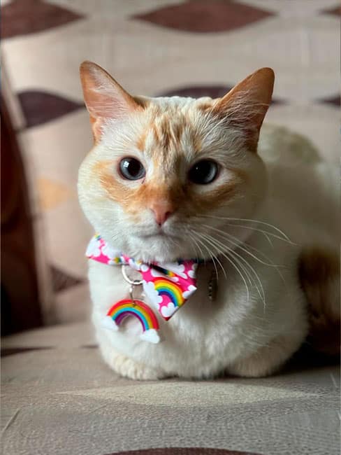 Día de esterilización en comunidades vulnerables