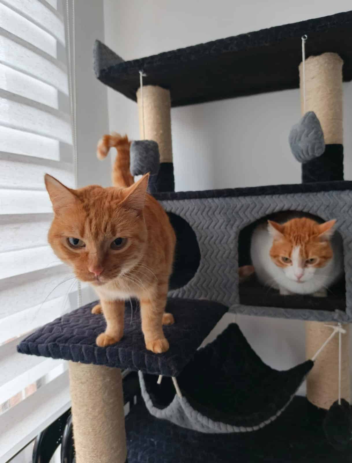 Gato asistido por auxiliares veterinarios en la clínica