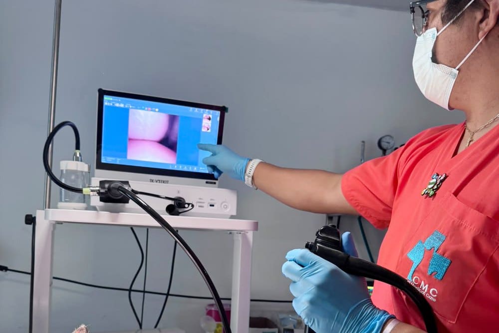 Endoscopia digestiva alta en gatos - Cat Medical Care