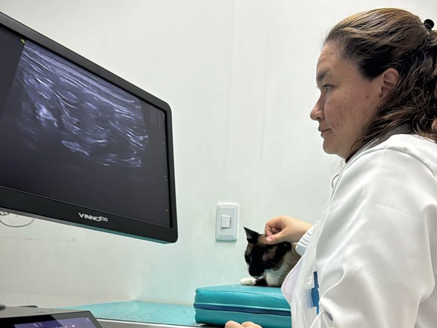 Médica veterinaria realizando una ecografía felina en Cat Medical Care