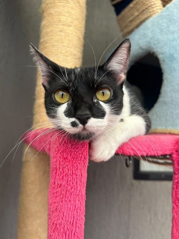 Filomena, la gata del Dr. Jair Chacón